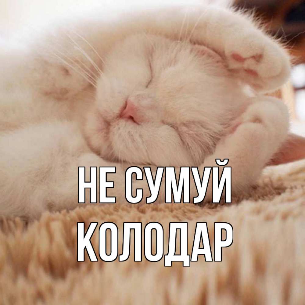 Открытка на каждый день з підписом, Колодар Не сумуй белый кот Прикольна листівка з побажанням онлайн скачати безкоштовно 