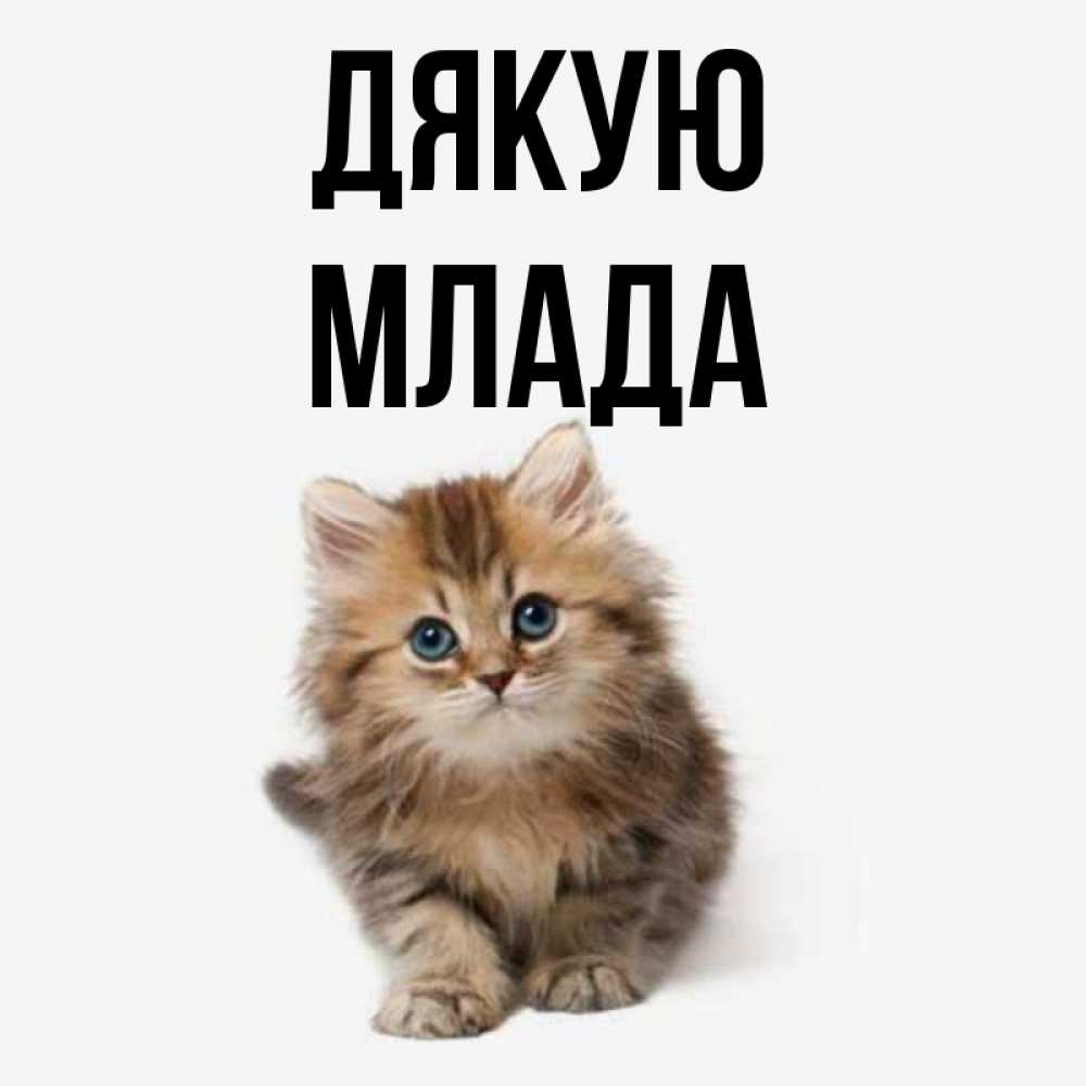 Открытка на каждый день з підписом, Млада Дякую пушистый котик Прикольна листівка з побажанням онлайн скачати безкоштовно 