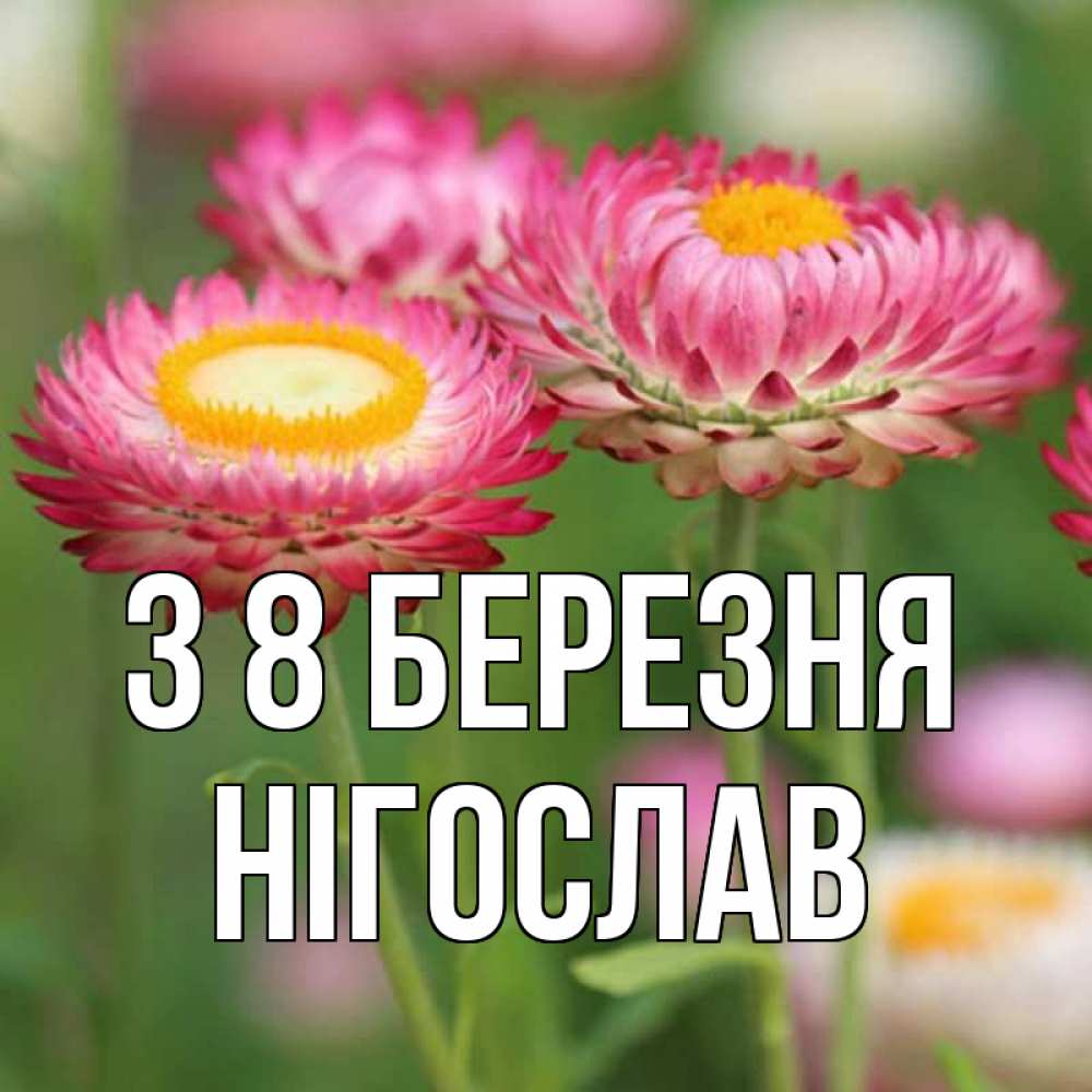 Открытка на каждый день з підписом, Нігослав З 8 БЕРЕЗНЯ подарок на международный женский день Прикольна листівка з побажанням онлайн скачати безкоштовно 