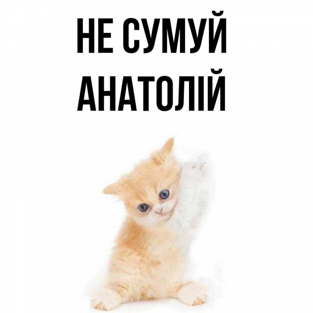 Открытка на каждый день з підписом, Анатолій Не сумуй просящий кот Прикольна листівка з побажанням онлайн скачати безкоштовно 