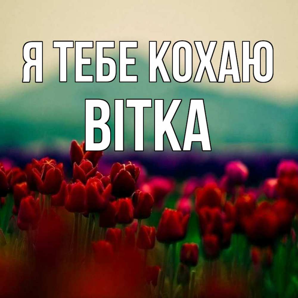 Открытка на каждый день з підписом, Вітка Я тебе кохаю тюльпаны 4 Прикольна листівка з побажанням онлайн скачати безкоштовно 