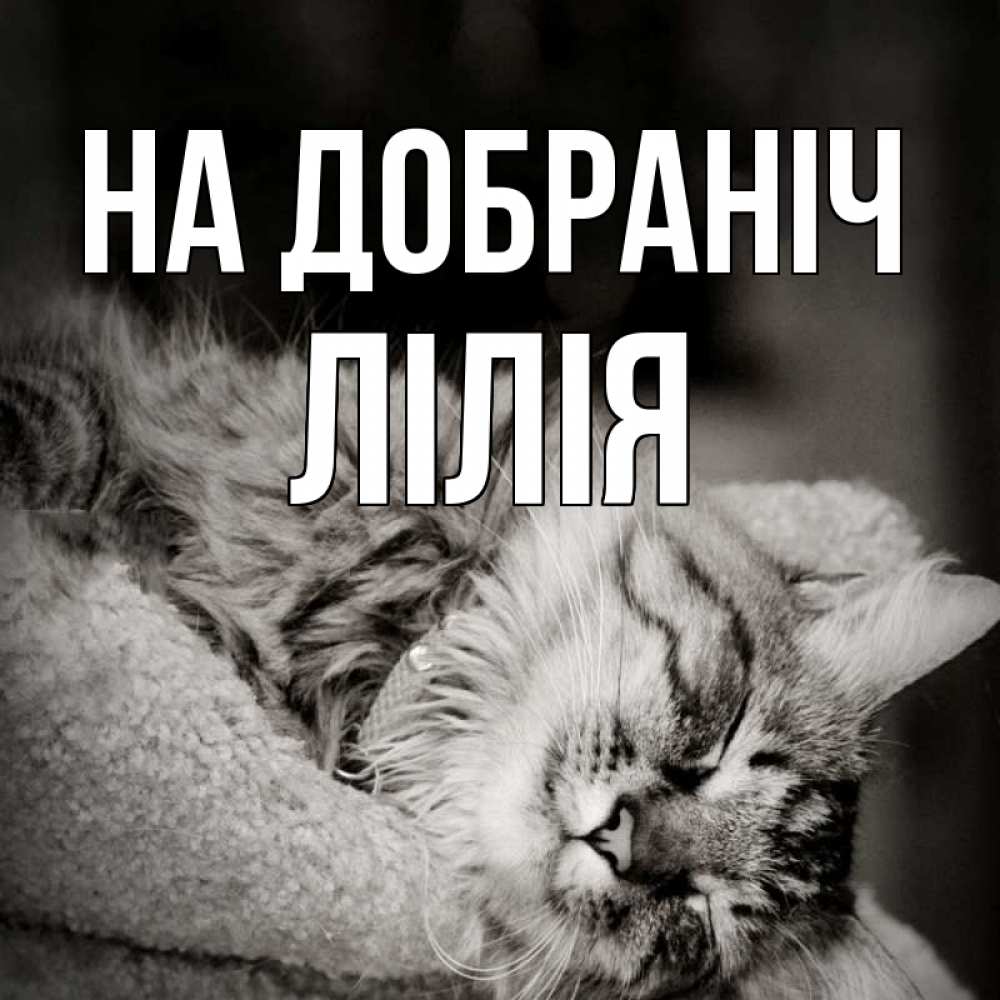 Открытка на каждый день з підписом, Лілія На добраніч котярик пушистый Прикольна листівка з побажанням онлайн скачати безкоштовно 
