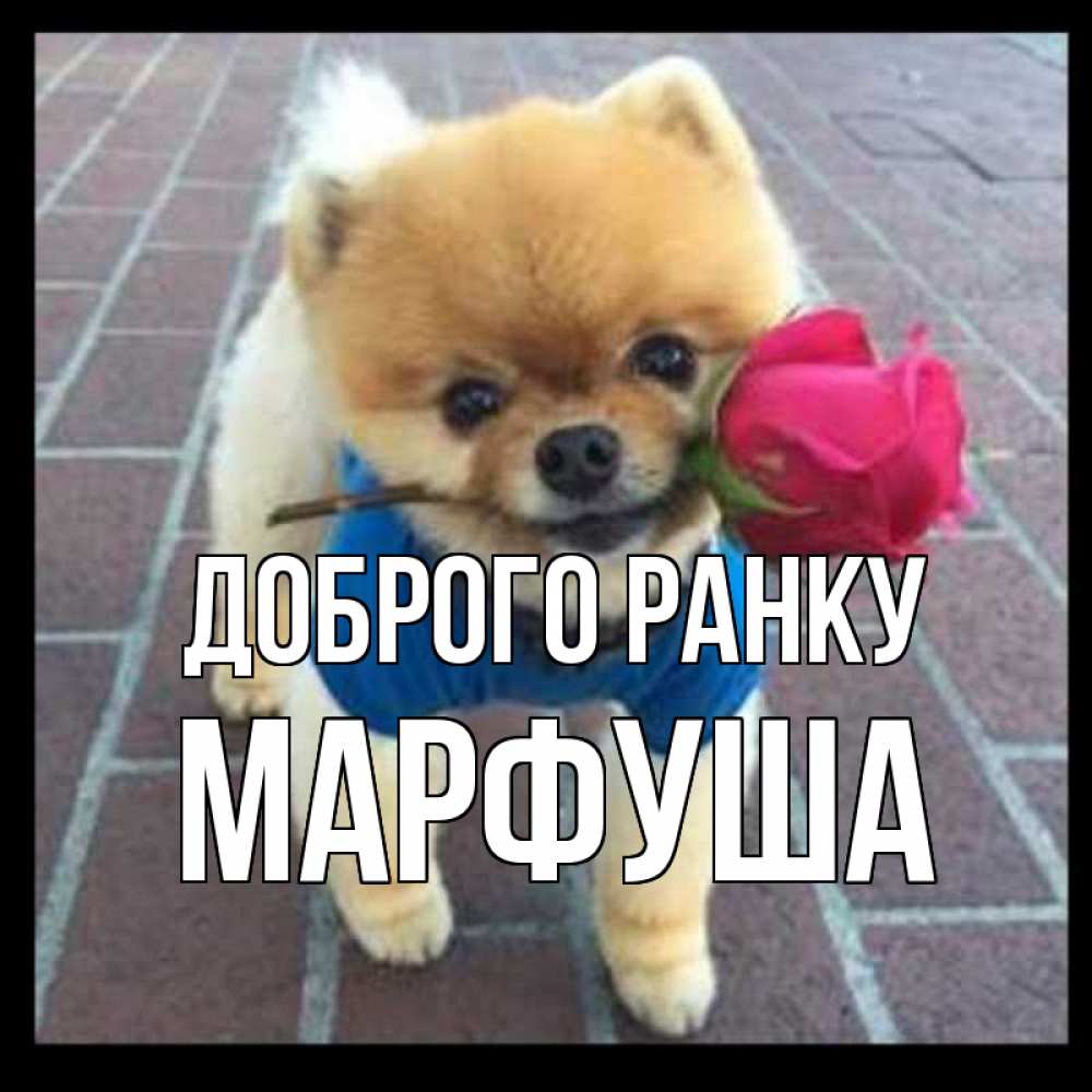 Открытка на каждый день з підписом, Марфуша Доброго ранку роза в зубах Прикольна листівка з побажанням онлайн скачати безкоштовно 