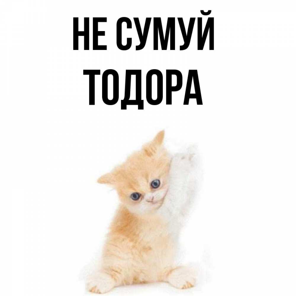 Открытка на каждый день з підписом, Тодора Не сумуй просящий кот Прикольна листівка з побажанням онлайн скачати безкоштовно 