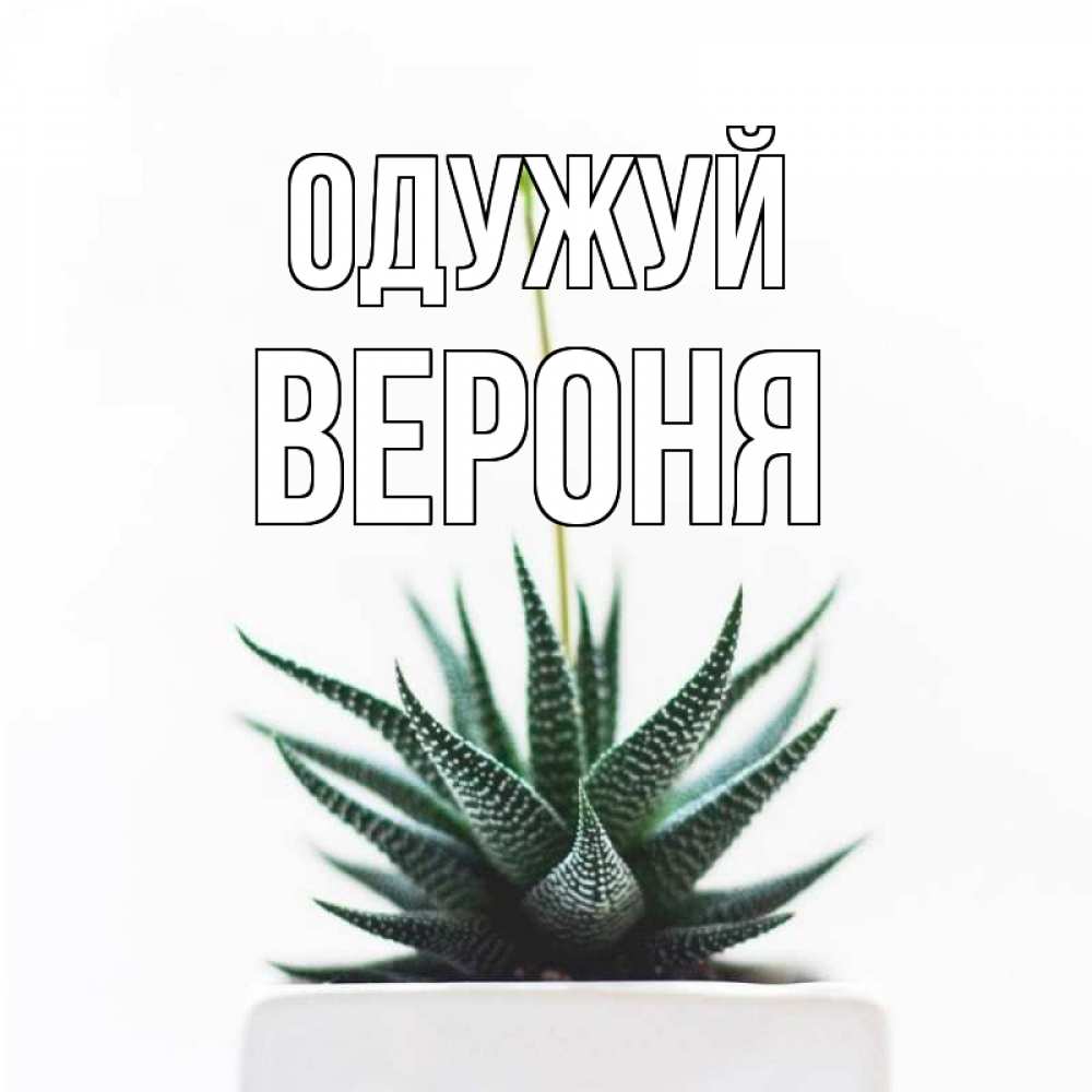 Открытка на каждый день з підписом, Вероня Одужуй короче это непонятная колючка Прикольна листівка з побажанням онлайн скачати безкоштовно 
