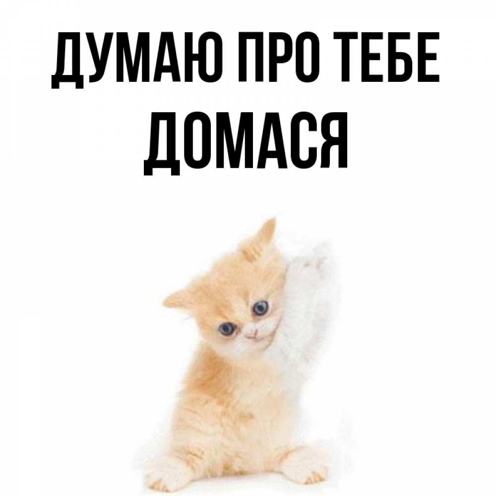 Открытка на каждый день з підписом, Домася Думаю про тебе зверушки и милота Прикольна листівка з побажанням онлайн скачати безкоштовно 