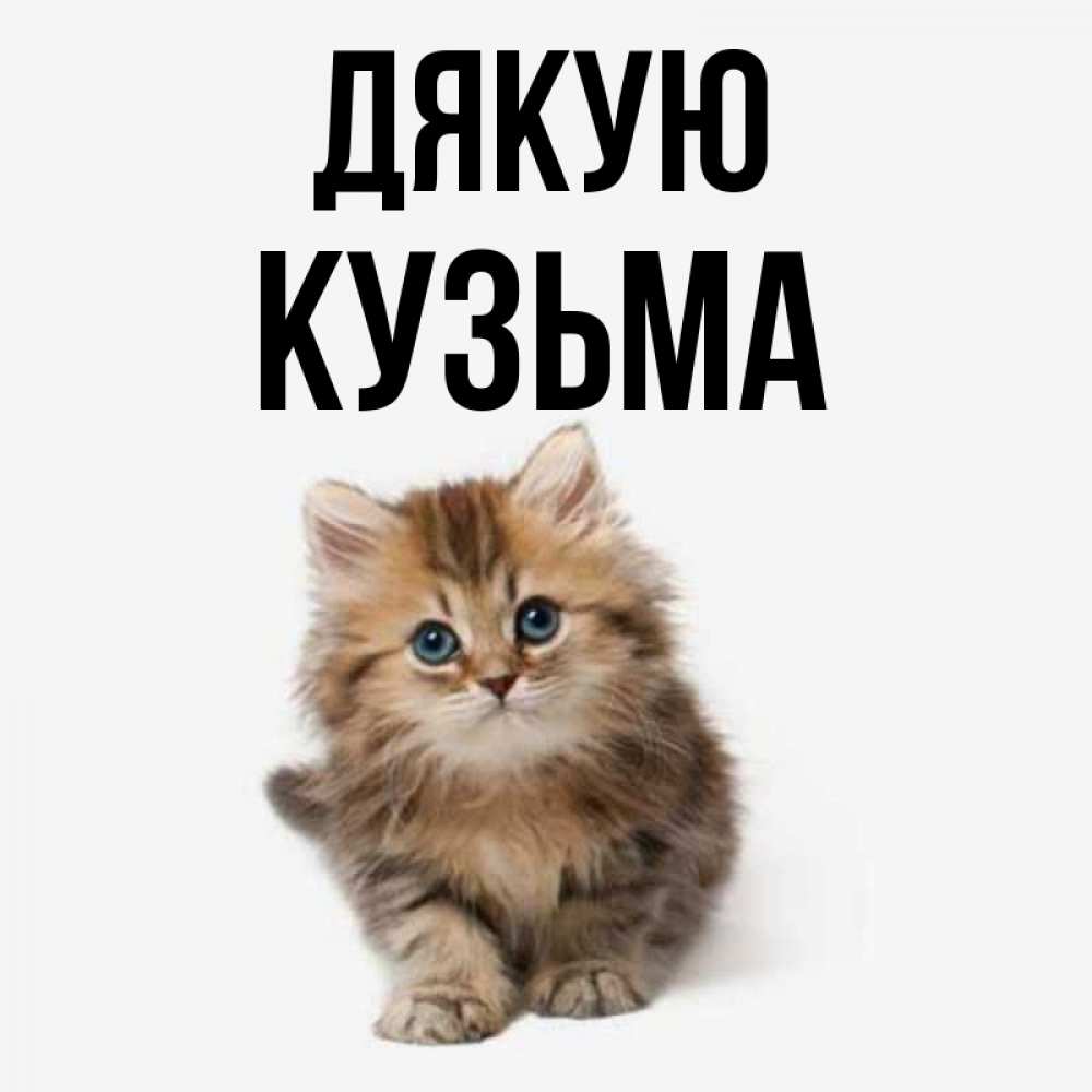 Открытка на каждый день з підписом, Кузьма Дякую пушистый котик Прикольна листівка з побажанням онлайн скачати безкоштовно 