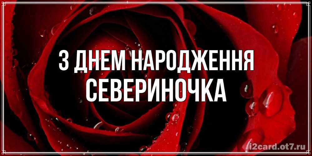 Открытка на каждый день з підписом, Севериночка З Днем народження крупная бордовая роза Прикольна листівка з побажанням онлайн скачати безкоштовно 