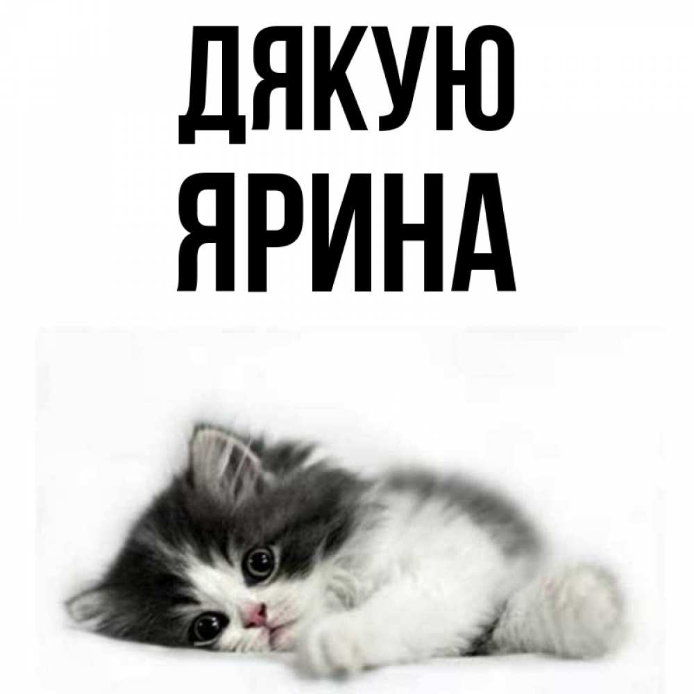 Открытка на каждый день з підписом, Ярина Дякую черный и белый кот Прикольна листівка з побажанням онлайн скачати безкоштовно 
