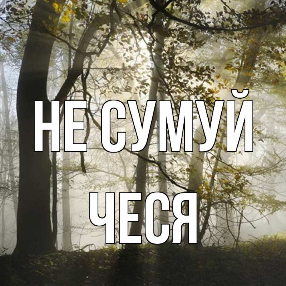 Открытка на каждый день з підписом, Чеся Не сумуй лес и свет Прикольна листівка з побажанням онлайн скачати безкоштовно 