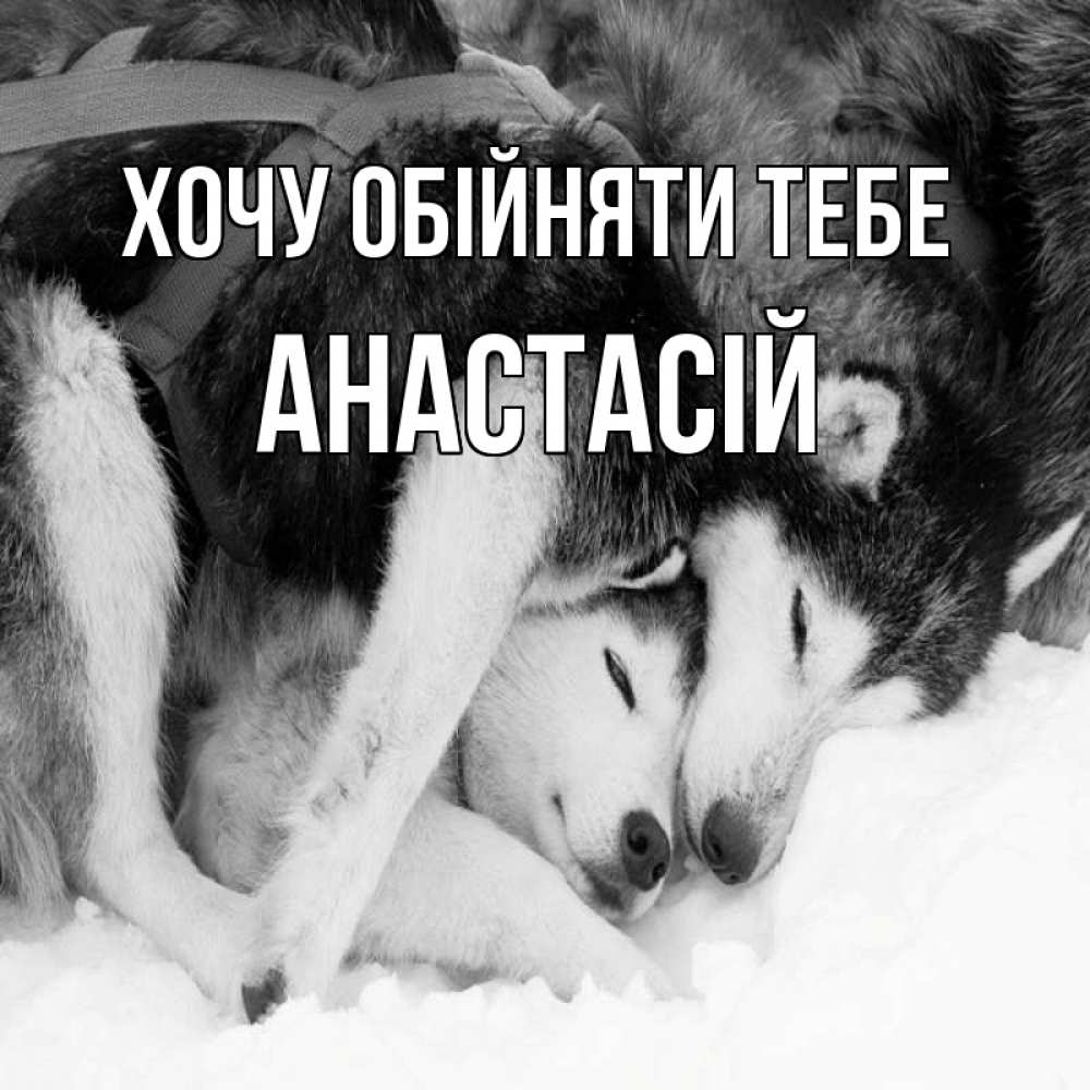 Открытка на каждый день з підписом, Анастасій Хочу обійняти тебе собачки в упряжке Прикольна листівка з побажанням онлайн скачати безкоштовно 