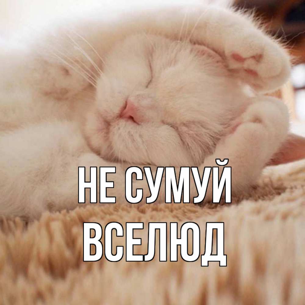 Открытка на каждый день з підписом, Вселюд Не сумуй белый кот Прикольна листівка з побажанням онлайн скачати безкоштовно 