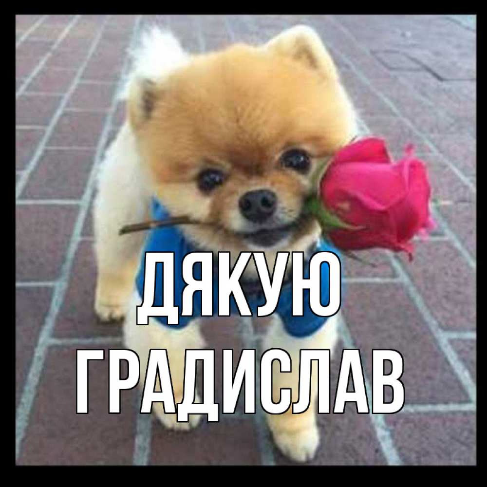 Открытка на каждый день з підписом, Градислав Дякую спасибо и дарю тебе цветок Прикольна листівка з побажанням онлайн скачати безкоштовно 