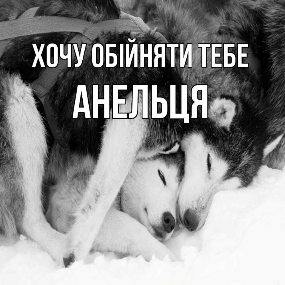 Открытка на каждый день з підписом, Анельця Хочу обійняти тебе собачки в упряжке Прикольна листівка з побажанням онлайн скачати безкоштовно 