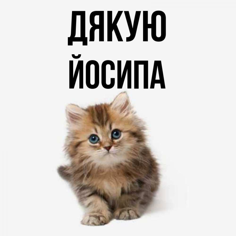Открытка на каждый день з підписом, Йосипа Дякую пушистый котик Прикольна листівка з побажанням онлайн скачати безкоштовно 