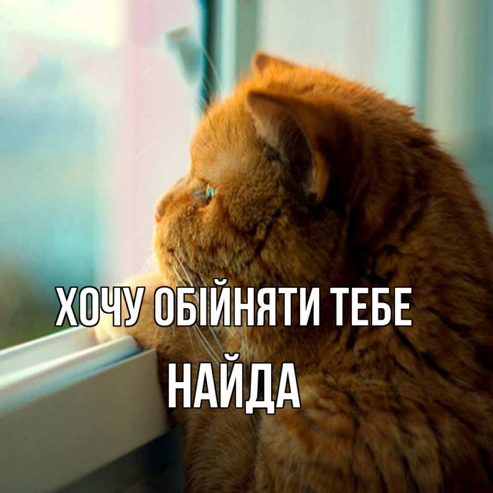 Открытка на каждый день з підписом, Найда Хочу обійняти тебе большой огромный рыжий котяра Прикольна листівка з побажанням онлайн скачати безкоштовно 
