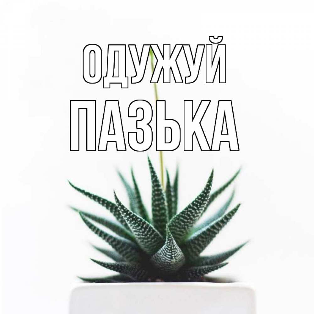 Открытка на каждый день з підписом, Пазька Одужуй короче это непонятная колючка Прикольна листівка з побажанням онлайн скачати безкоштовно 