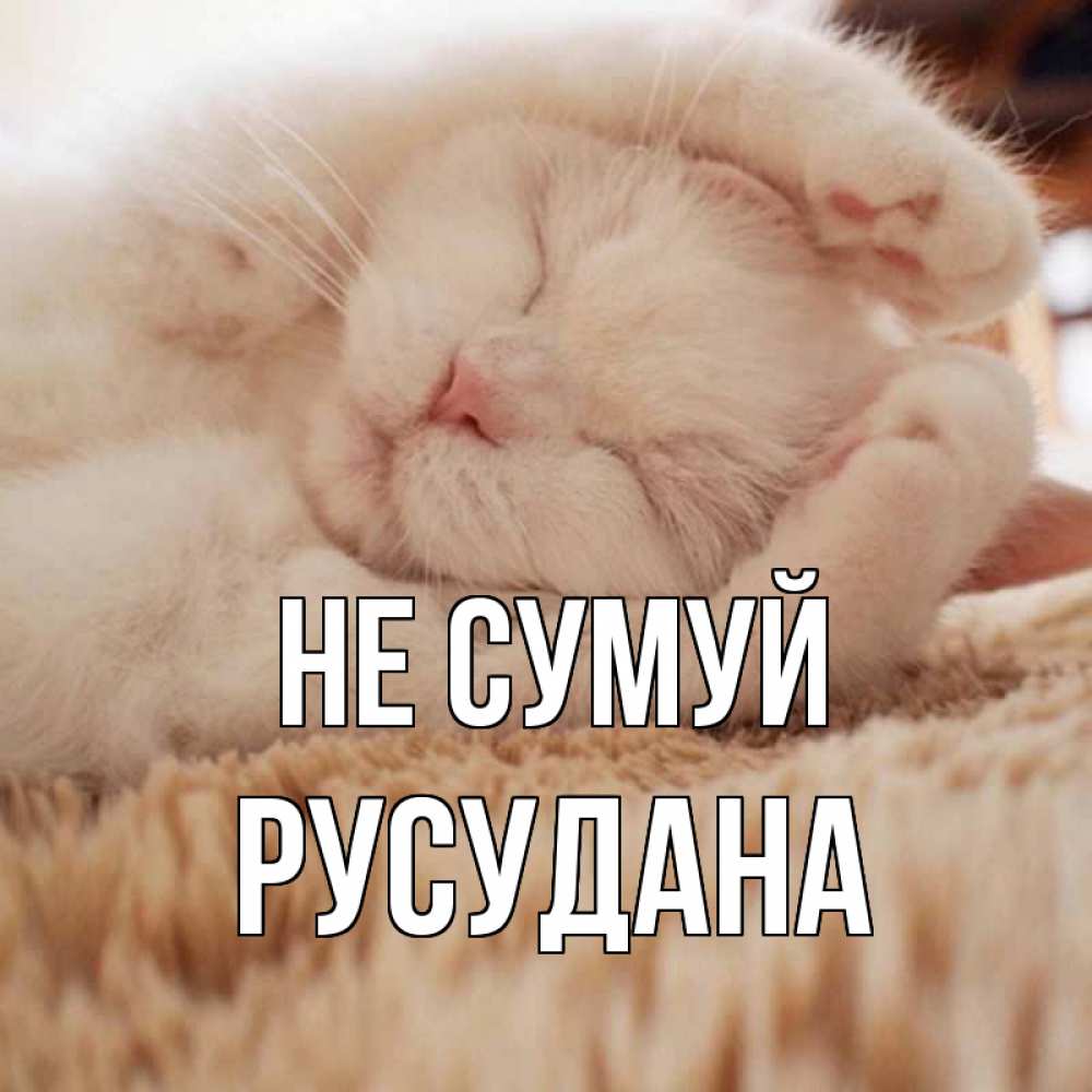 Открытка на каждый день з підписом, Русудана Не сумуй белый кот Прикольна листівка з побажанням онлайн скачати безкоштовно 