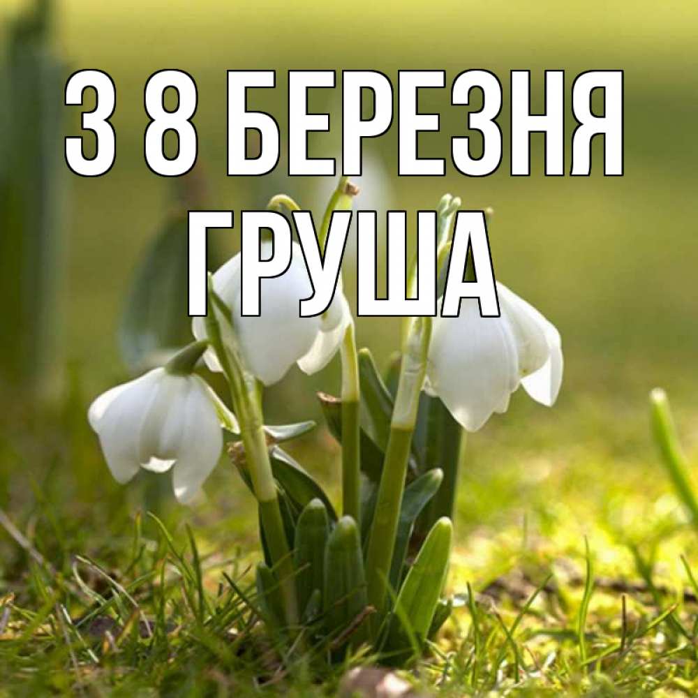 Открытка на каждый день з підписом, Груша З 8 БЕРЕЗНЯ ранние цветы 2 Прикольна листівка з побажанням онлайн скачати безкоштовно 