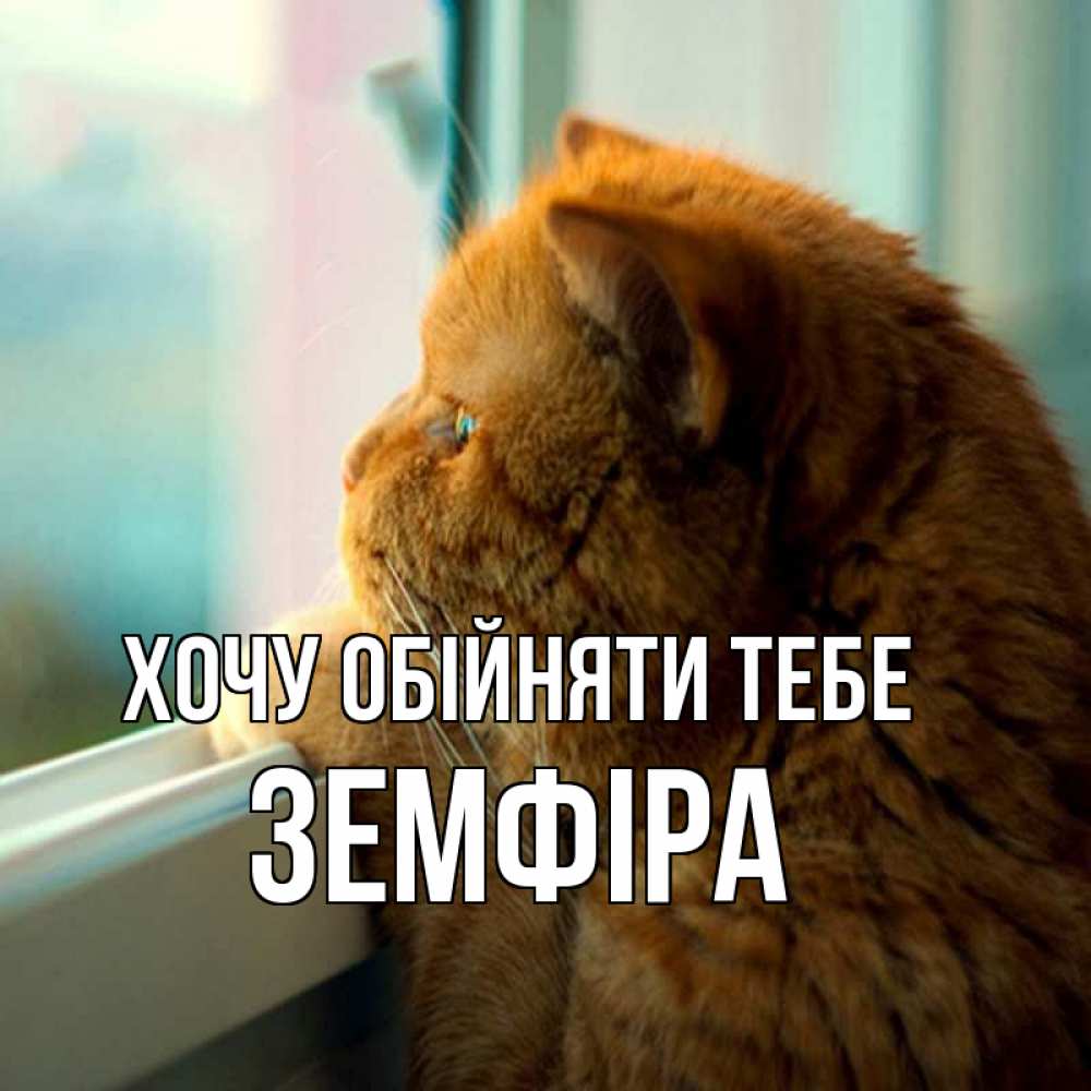 Открытка на каждый день з підписом, Земфіра Хочу обійняти тебе большой огромный рыжий котяра Прикольна листівка з побажанням онлайн скачати безкоштовно 