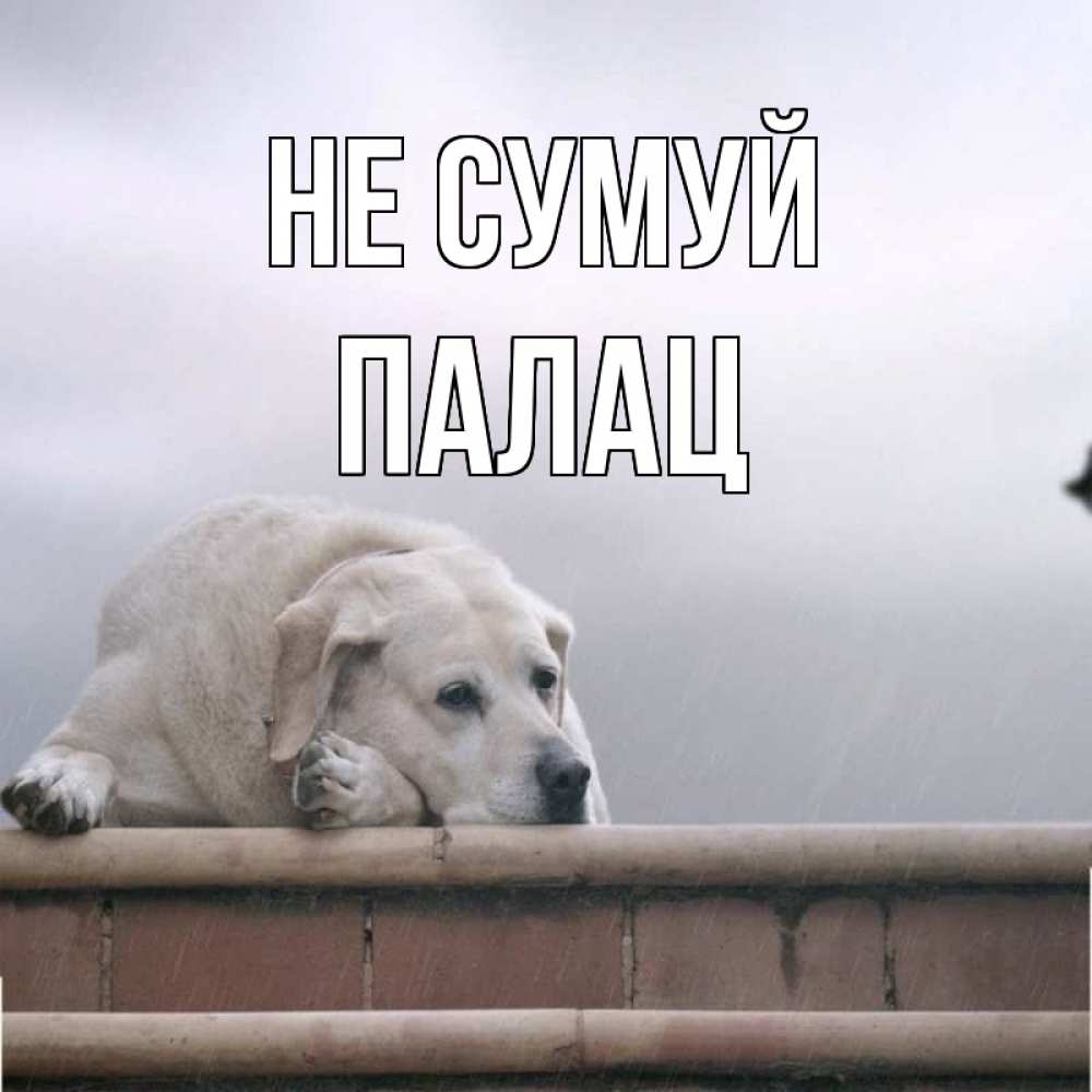 Открытка на каждый день з підписом, Палац Не сумуй белый пес 1 Прикольна листівка з побажанням онлайн скачати безкоштовно 