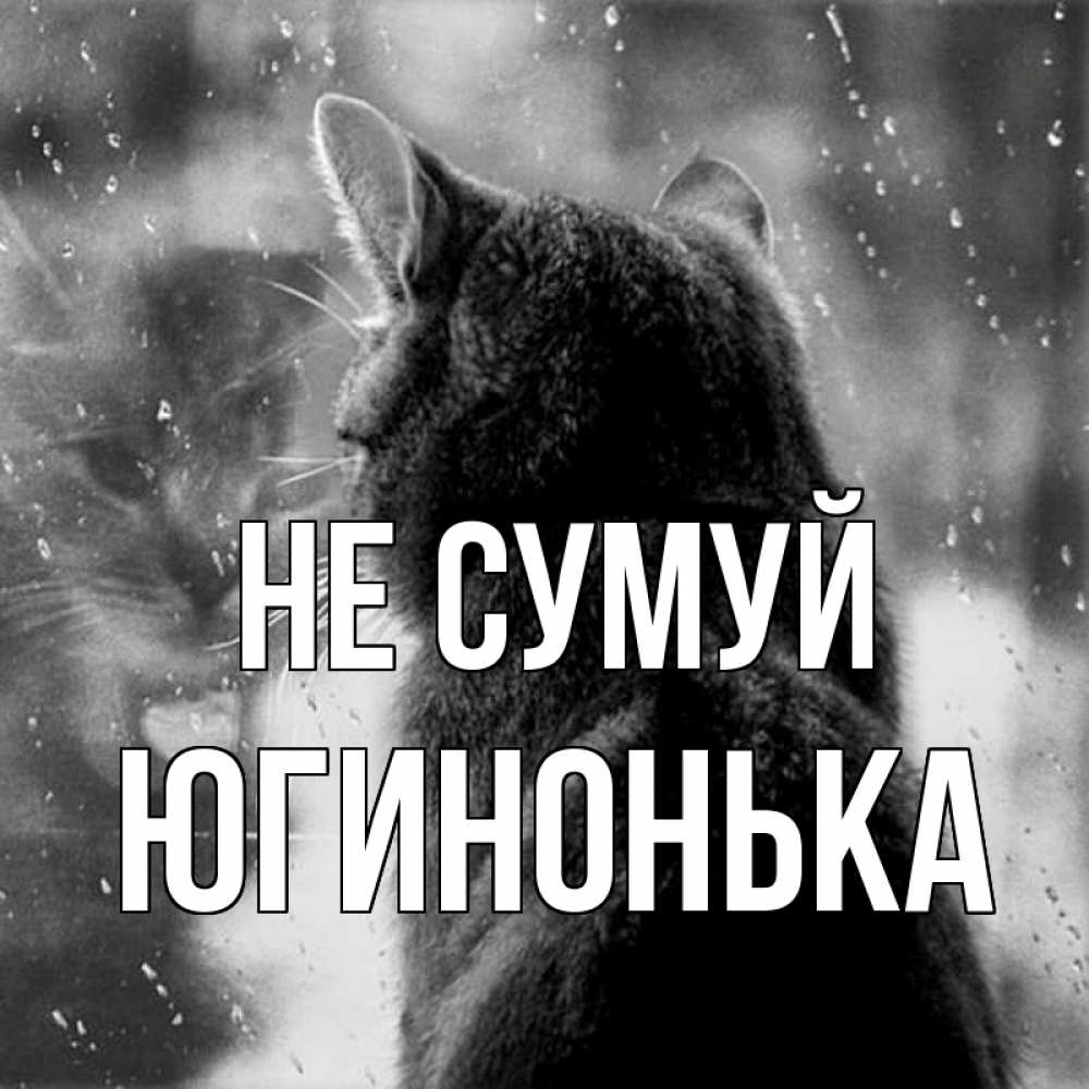 Открытка на каждый день з підписом, Югинонька Не сумуй отражение кота 1 Прикольна листівка з побажанням онлайн скачати безкоштовно 