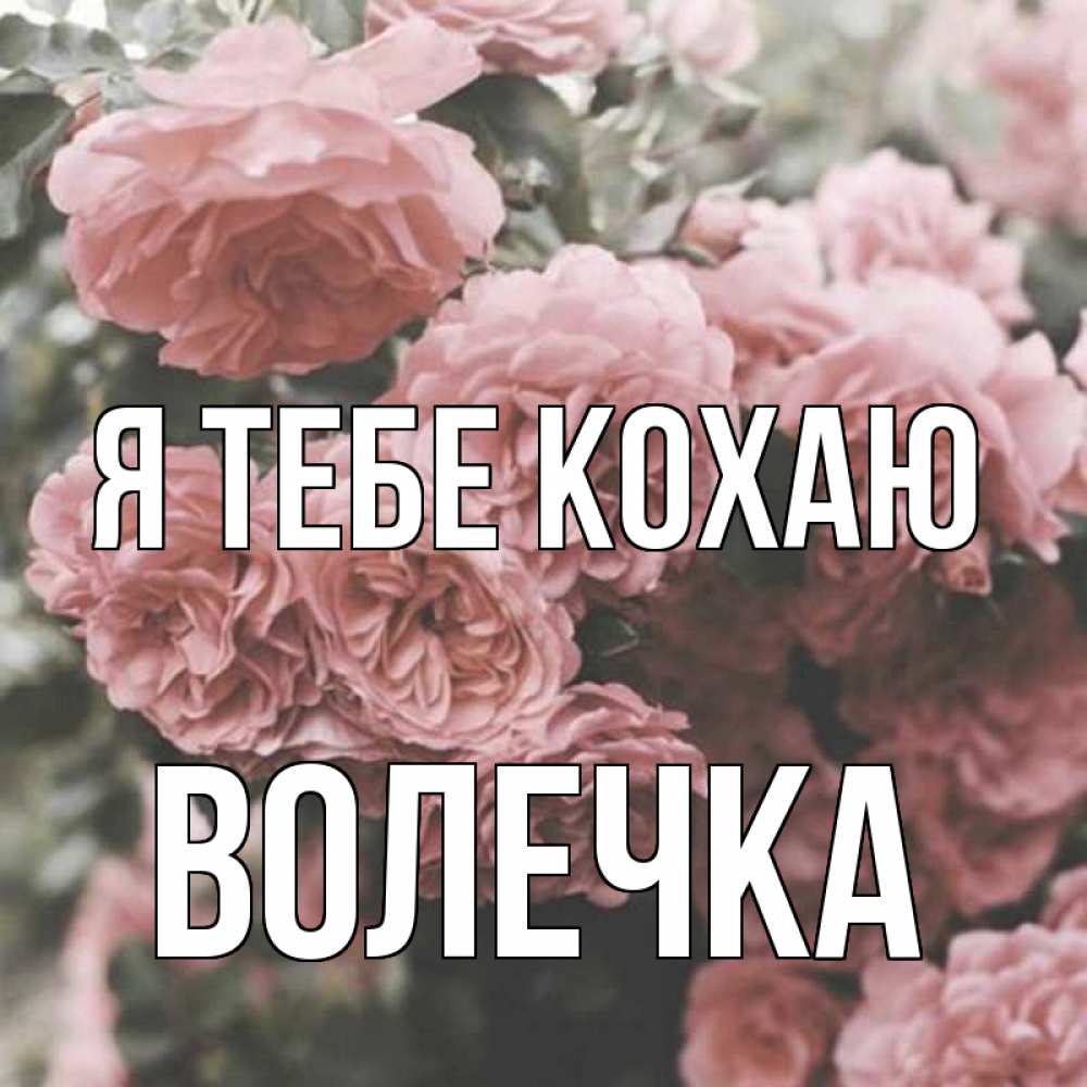 Открытка на каждый день з підписом, Волечка Я тебе кохаю розы 3 Прикольна листівка з побажанням онлайн скачати безкоштовно 