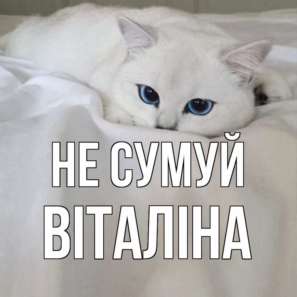 Открытка на каждый день з підписом, Віталіна Не сумуй белый кот с голубыми глазами на белоснежной кровати Прикольна листівка з побажанням онлайн скачати безкоштовно 