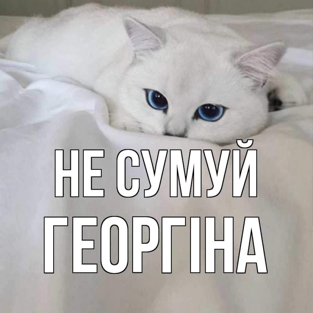 Открытка на каждый день з підписом, Георгіна Не сумуй белый кот с голубыми глазами на белоснежной кровати Прикольна листівка з побажанням онлайн скачати безкоштовно 