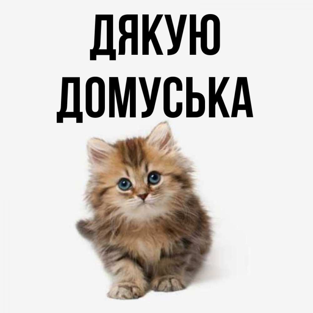Открытка на каждый день з підписом, Домуська Дякую пушистый котик Прикольна листівка з побажанням онлайн скачати безкоштовно 