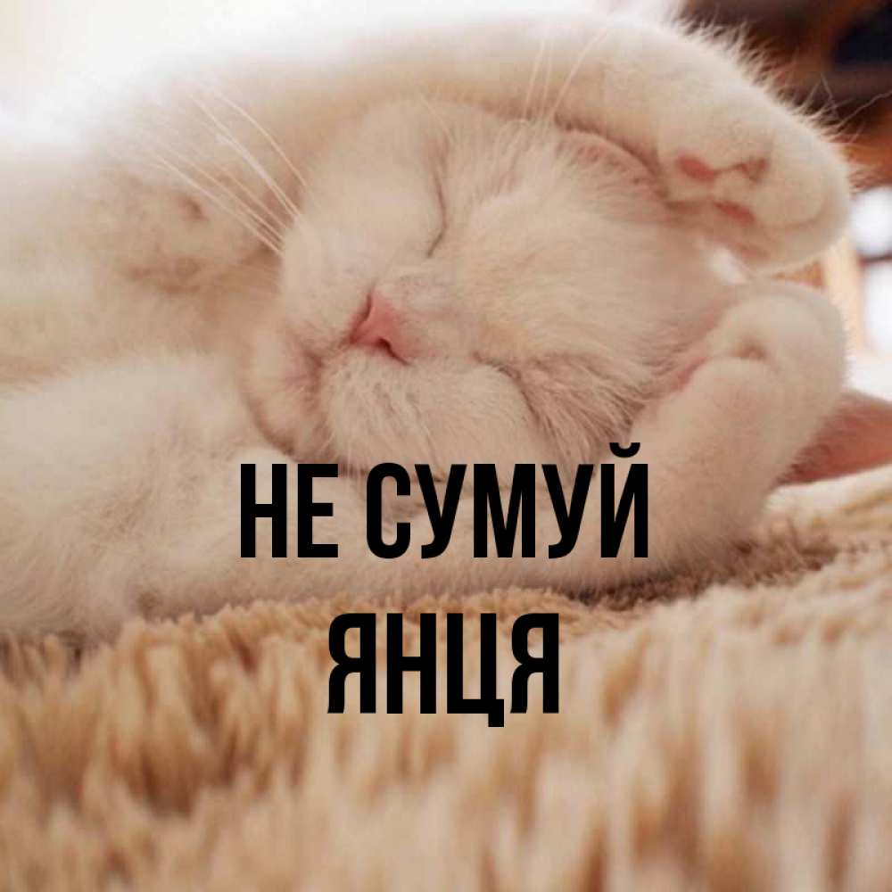 Открытка на каждый день з підписом, Янця Не сумуй Котенок спит Прикольна листівка з побажанням онлайн скачати безкоштовно 