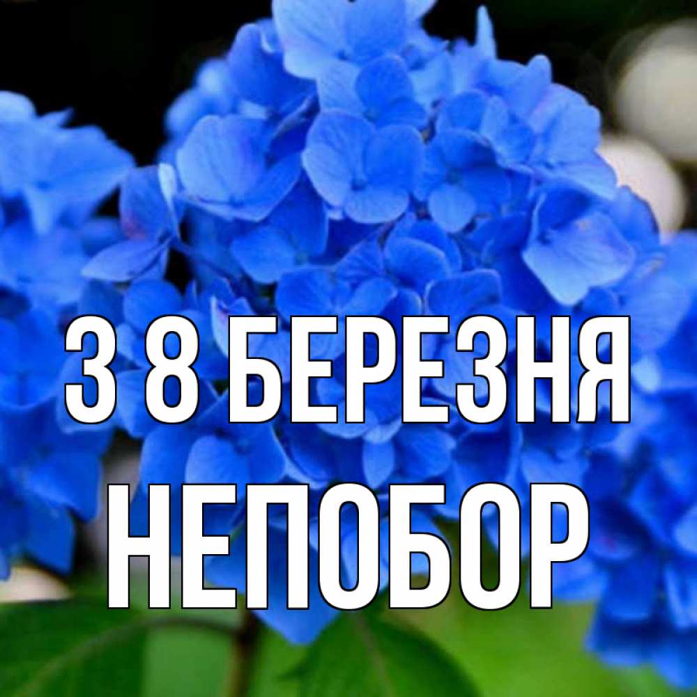 Открытка на каждый день з підписом, Непобор З 8 БЕРЕЗНЯ синие цветы Прикольна листівка з побажанням онлайн скачати безкоштовно 
