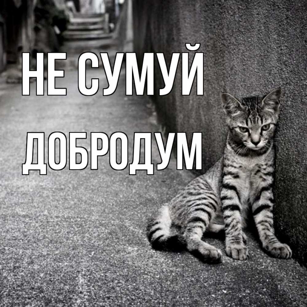 Открытка на каждый день з підписом, Добродум Не сумуй скучающий котик Прикольна листівка з побажанням онлайн скачати безкоштовно 
