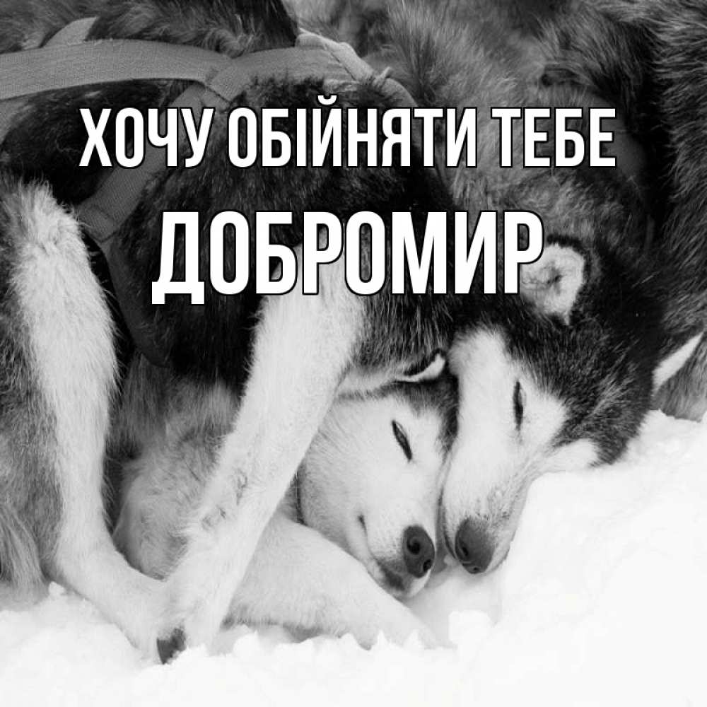 Открытка на каждый день з підписом, Добромир Хочу обійняти тебе собачки в упряжке Прикольна листівка з побажанням онлайн скачати безкоштовно 