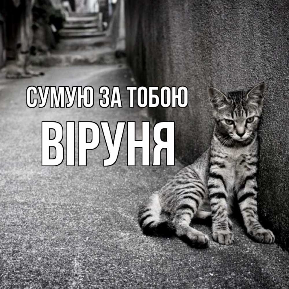 Открытка на каждый день з підписом, Віруня Сумую за тобою одиноко котику Прикольна листівка з побажанням онлайн скачати безкоштовно 