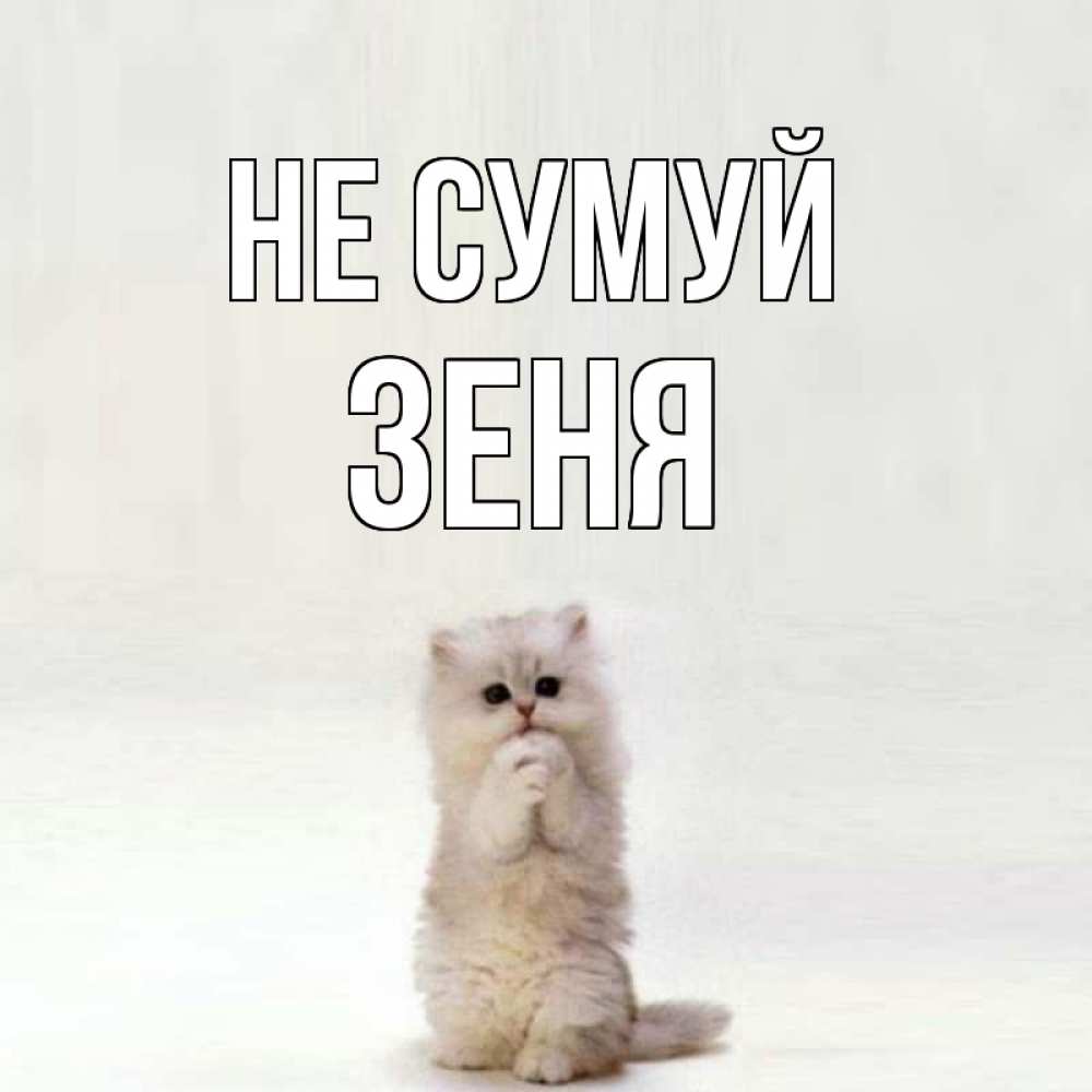Открытка на каждый день з підписом, Зеня Не сумуй грустный кот Прикольна листівка з побажанням онлайн скачати безкоштовно 