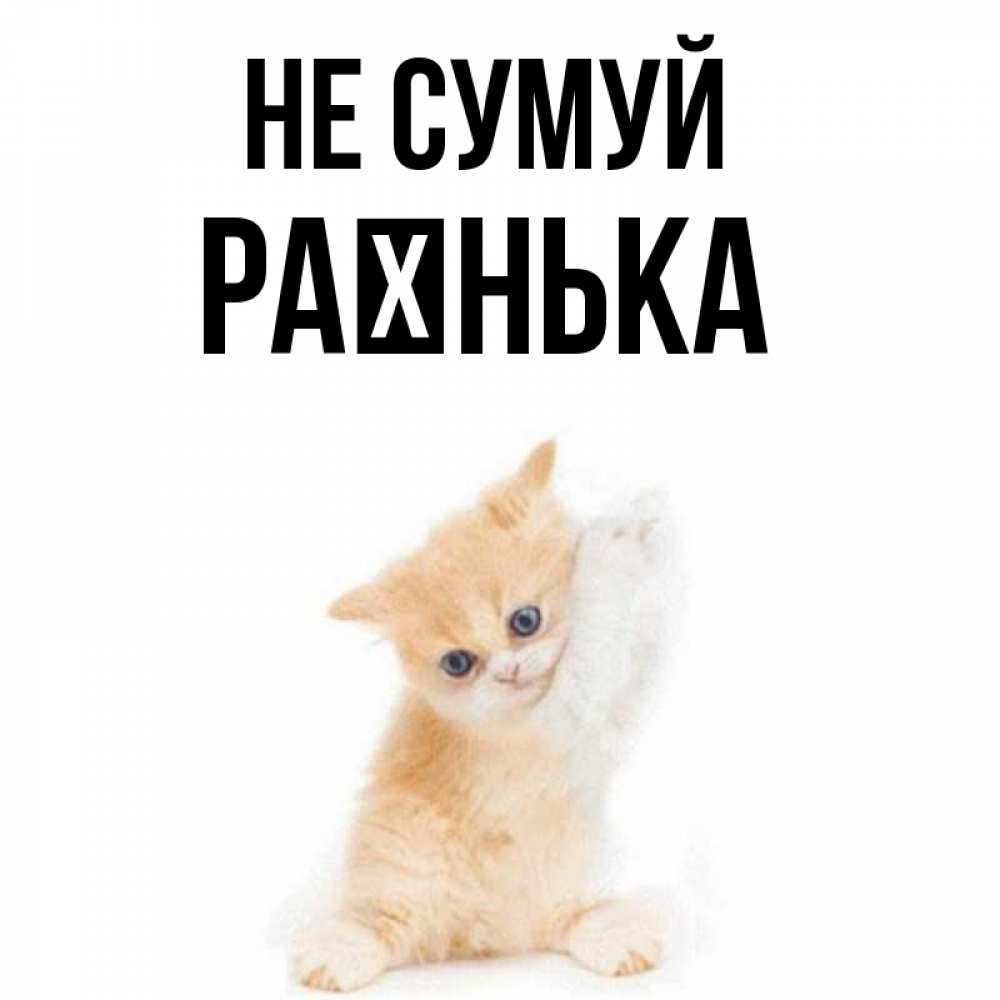 Открытка на каждый день з підписом, Раєнька Не сумуй просящий кот Прикольна листівка з побажанням онлайн скачати безкоштовно 