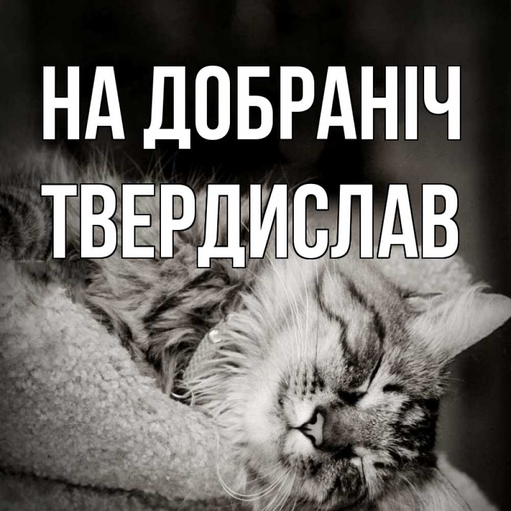 Открытка на каждый день з підписом, Твердислав На добраніч котярик пушистый Прикольна листівка з побажанням онлайн скачати безкоштовно 