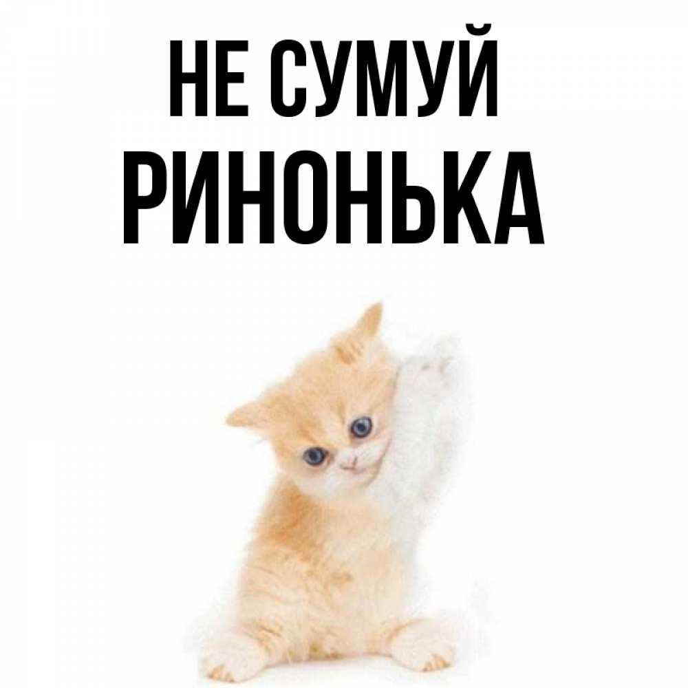 Открытка на каждый день з підписом, Ринонька Не сумуй просящий кот Прикольна листівка з побажанням онлайн скачати безкоштовно 