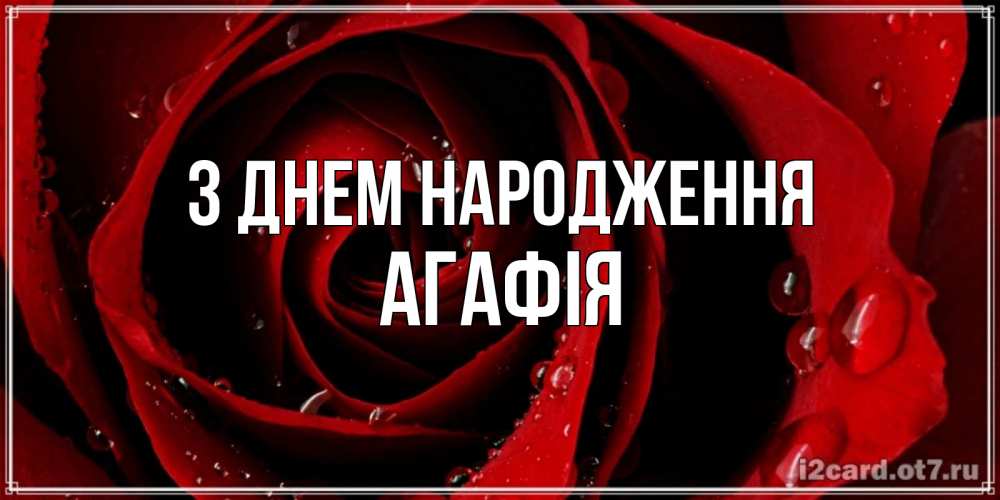 Открытка на каждый день з підписом, Агафія З Днем народження крупная бордовая роза Прикольна листівка з побажанням онлайн скачати безкоштовно 