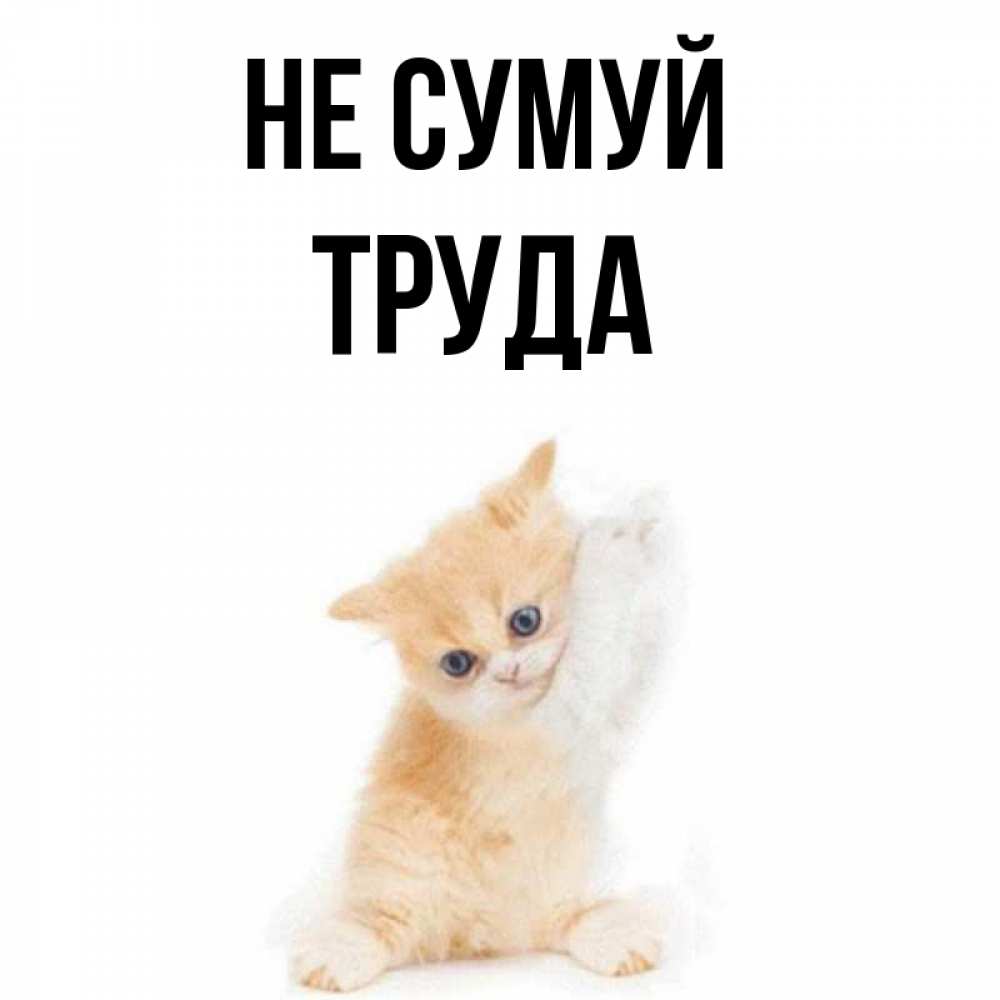 Открытка на каждый день з підписом, Труда Не сумуй просящий кот Прикольна листівка з побажанням онлайн скачати безкоштовно 