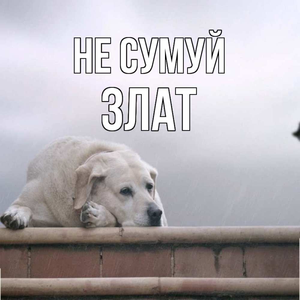 Открытка на каждый день з підписом, Злат Не сумуй белый пес 1 Прикольна листівка з побажанням онлайн скачати безкоштовно 