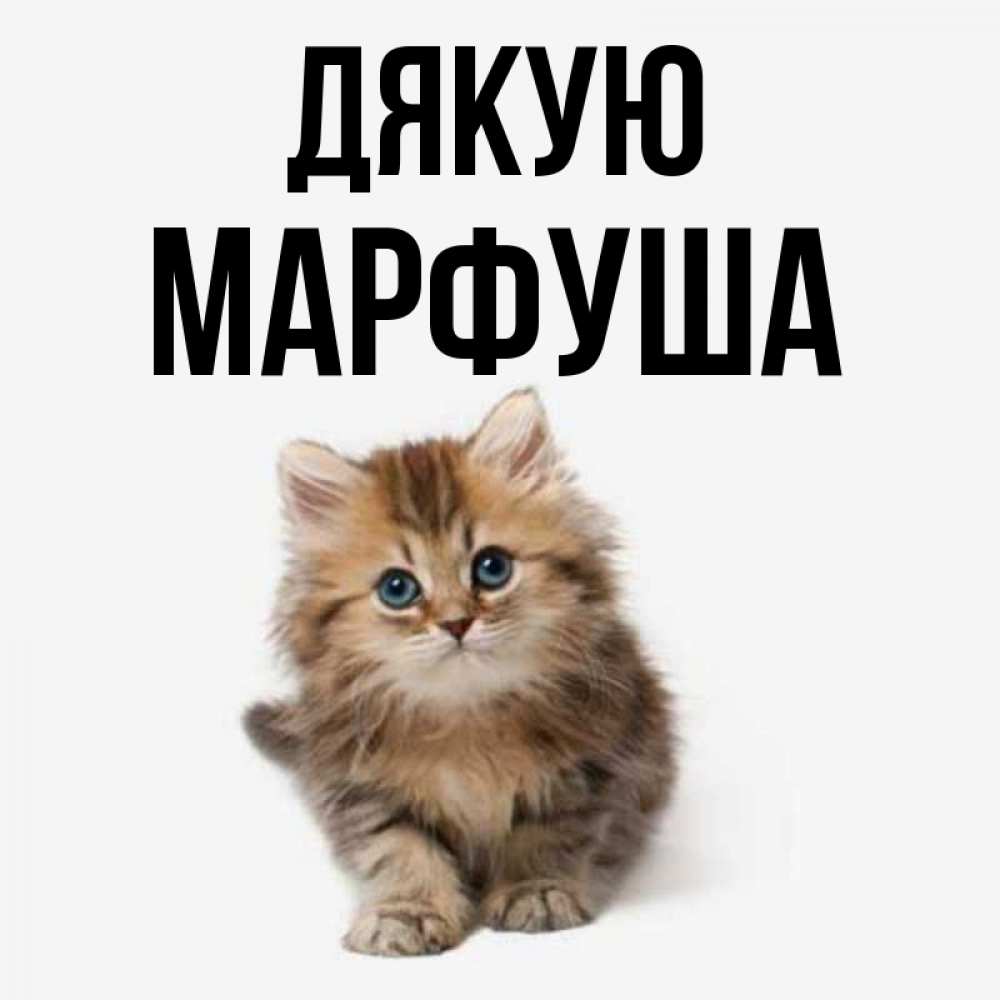 Открытка на каждый день з підписом, Марфуша Дякую пушистый котик Прикольна листівка з побажанням онлайн скачати безкоштовно 