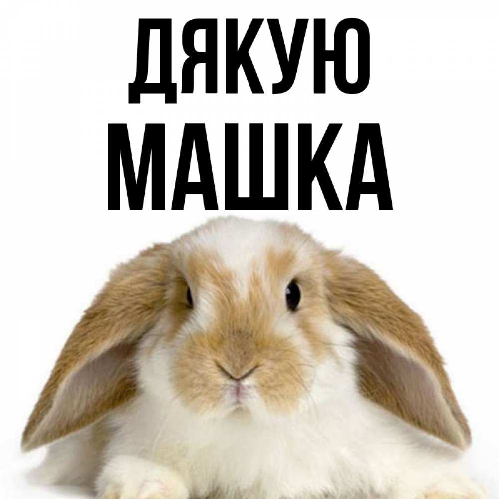 Открытка на каждый день з підписом, Машка Дякую коричнево белый заяц Прикольна листівка з побажанням онлайн скачати безкоштовно 