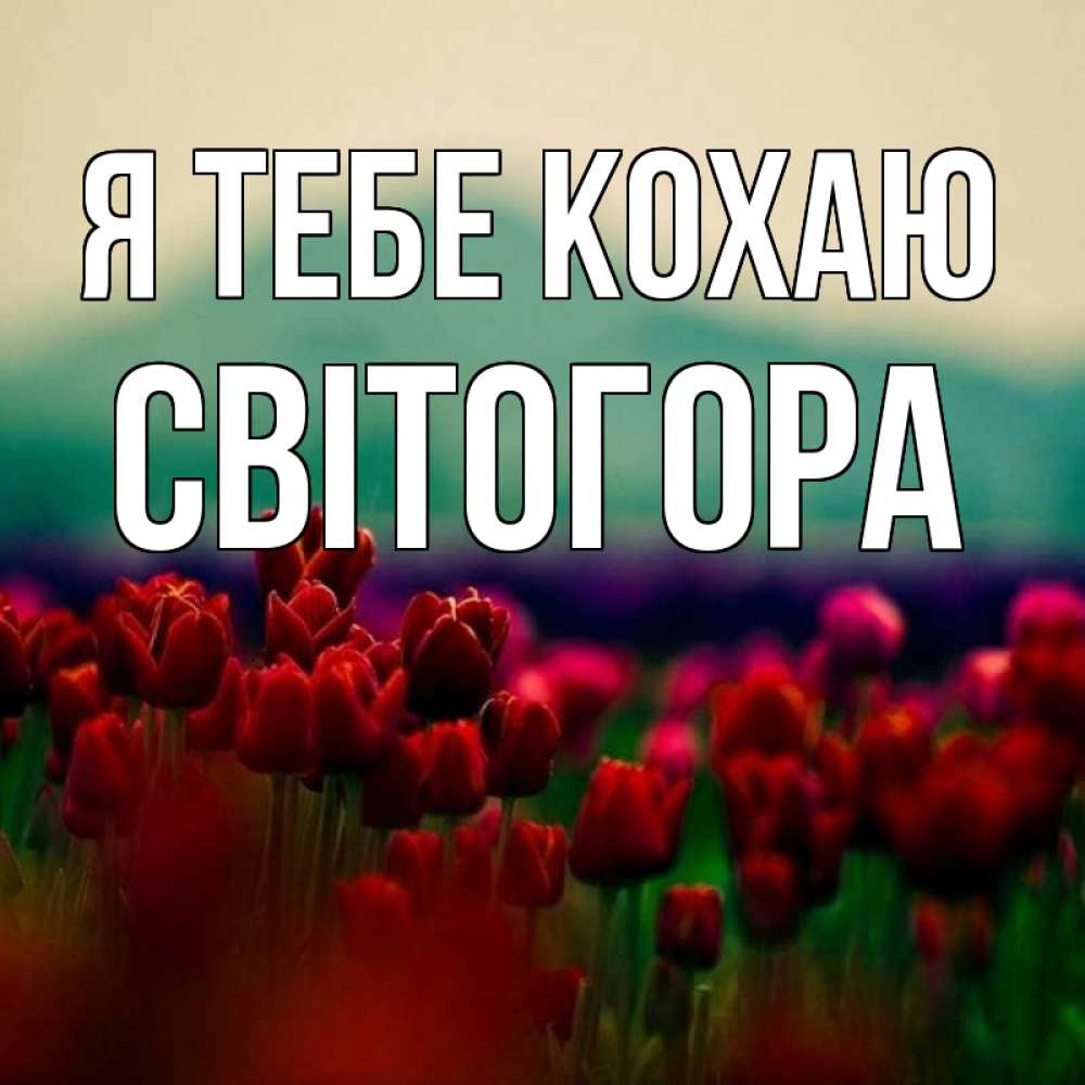 Открытка на каждый день з підписом, Світогора Я тебе кохаю тюльпаны 4 Прикольна листівка з побажанням онлайн скачати безкоштовно 