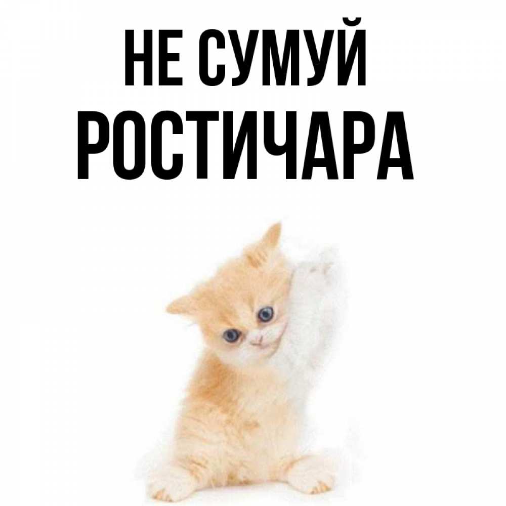Открытка на каждый день з підписом, Ростичара Не сумуй просящий кот Прикольна листівка з побажанням онлайн скачати безкоштовно 