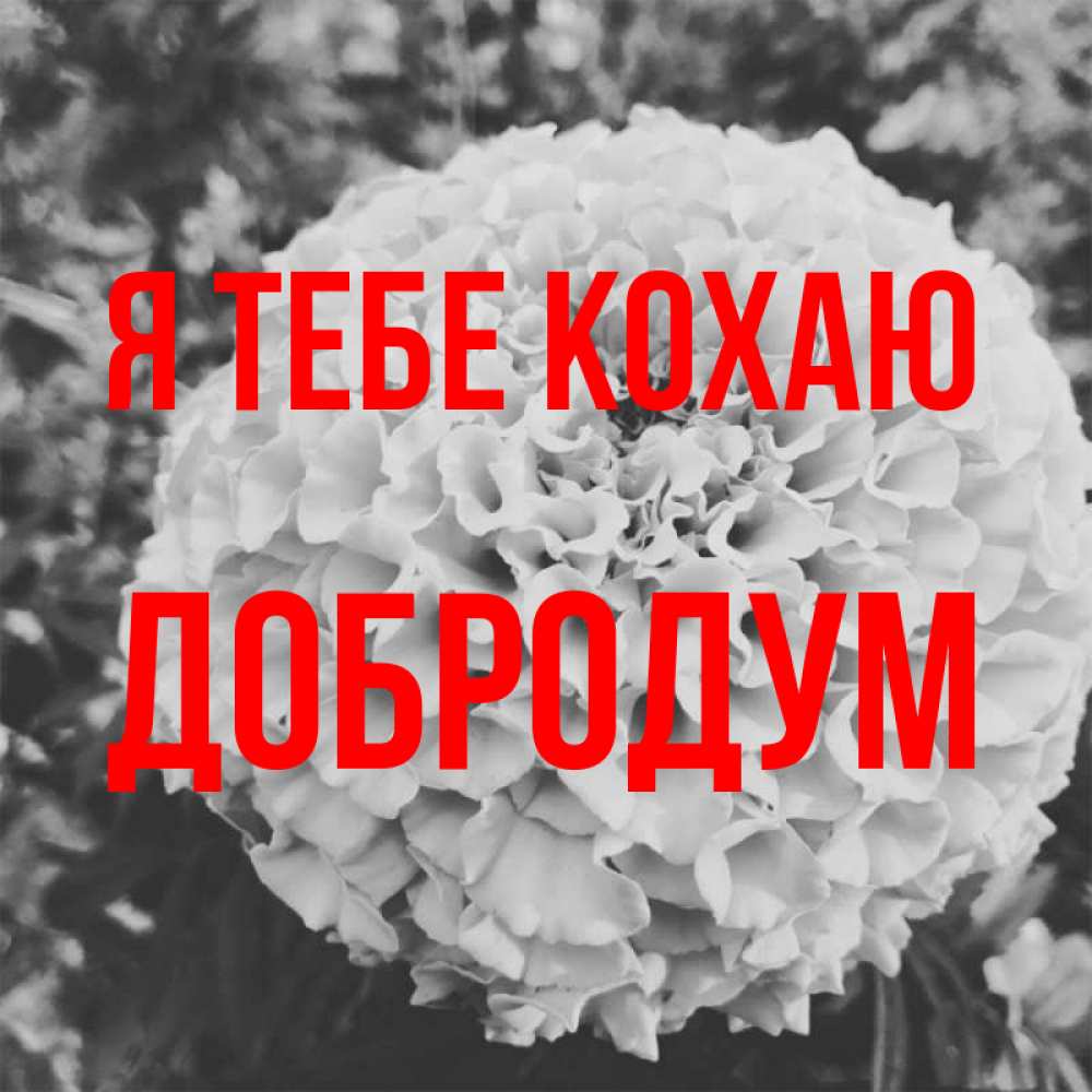 Открытка на каждый день з підписом, Добродум Я тебе кохаю подпись Прикольна листівка з побажанням онлайн скачати безкоштовно 