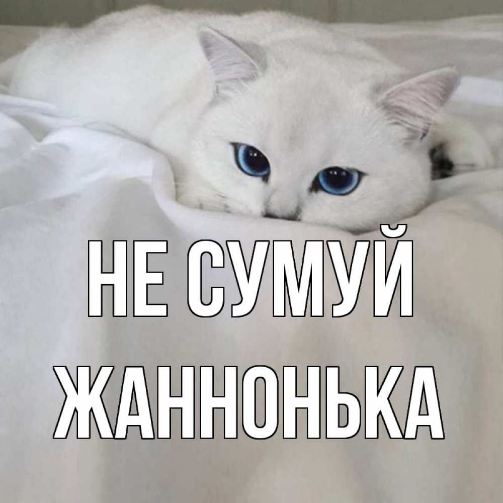 Открытка на каждый день з підписом, Жаннонька Не сумуй белый кот с голубыми глазами на белоснежной кровати Прикольна листівка з побажанням онлайн скачати безкоштовно 