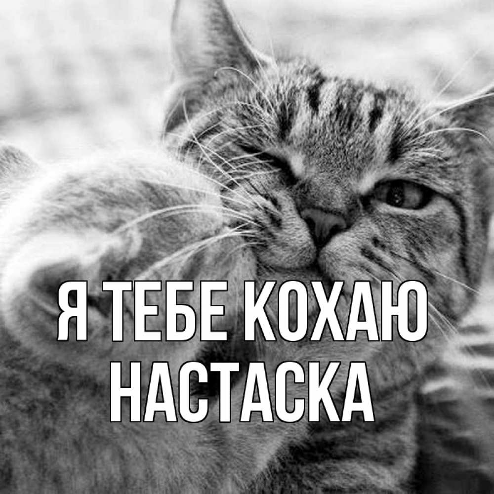 Открытка на каждый день з підписом, Настаска Я тебе кохаю коты Прикольна листівка з побажанням онлайн скачати безкоштовно 