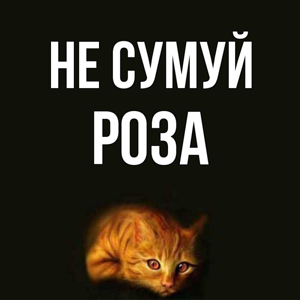 Открытка на каждый день з підписом, Роза Не сумуй лежащий кот в темноте Прикольна листівка з побажанням онлайн скачати безкоштовно 